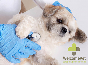 Ветеринарная клиника WelcomeVet